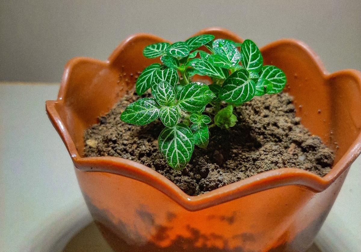 NonToxic Indoor Plants for Cats