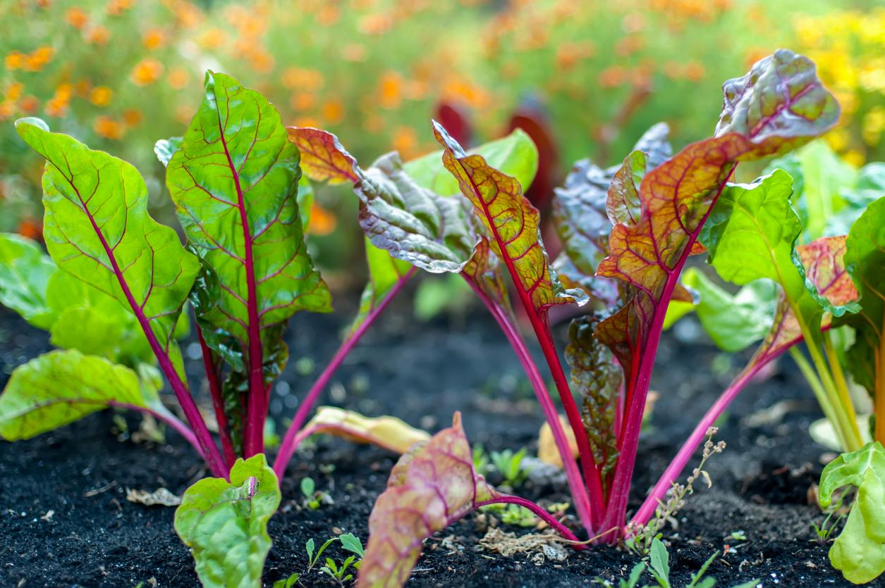 Beet plants