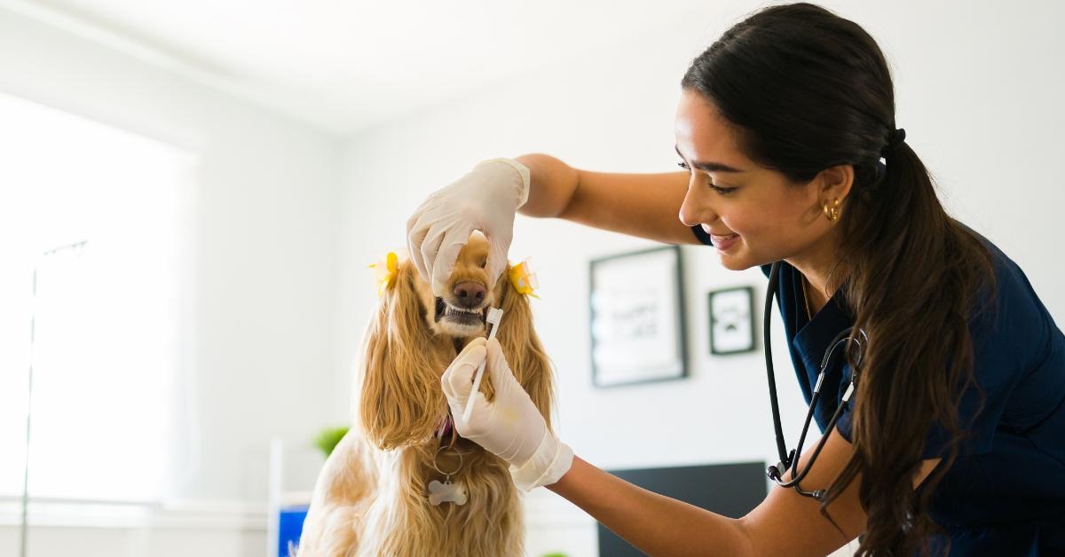 A veterinarian brushes a dog's teeth.