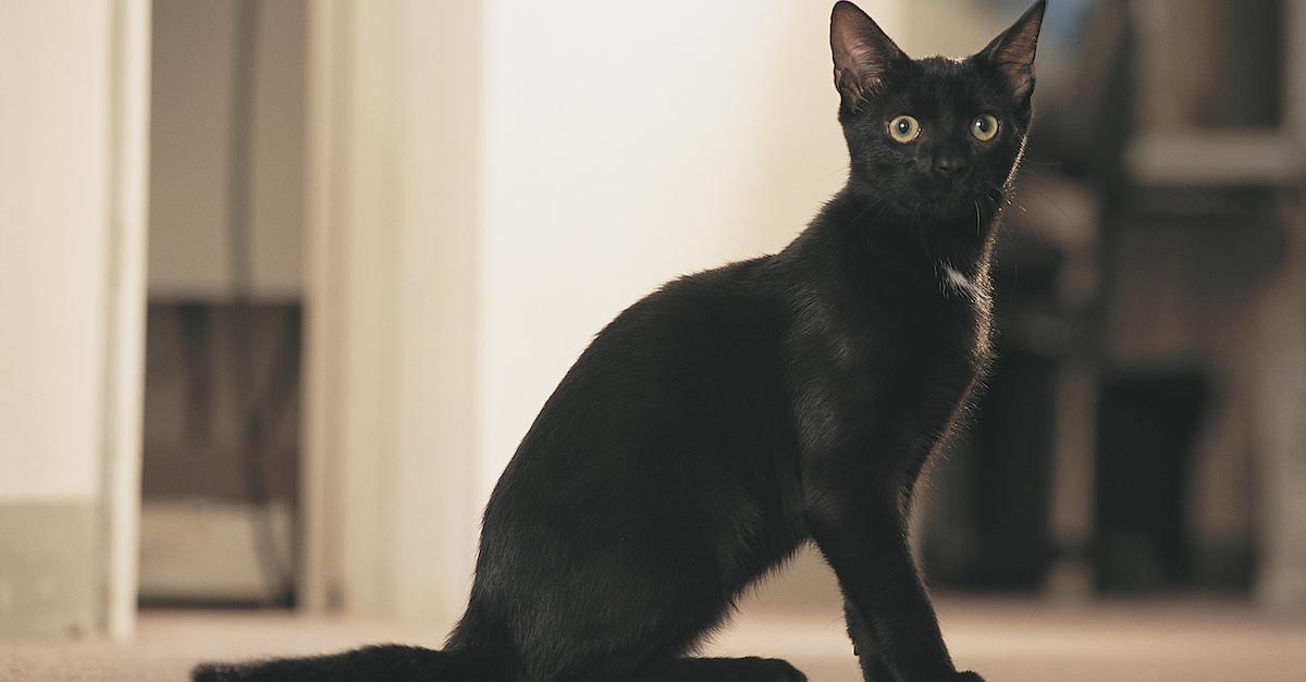 National Black Cat Appreciation Day: 5 top black cat breeds that