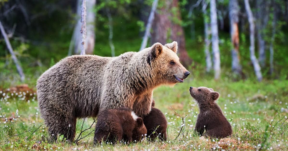 Brown bear in a clearing with three cubs