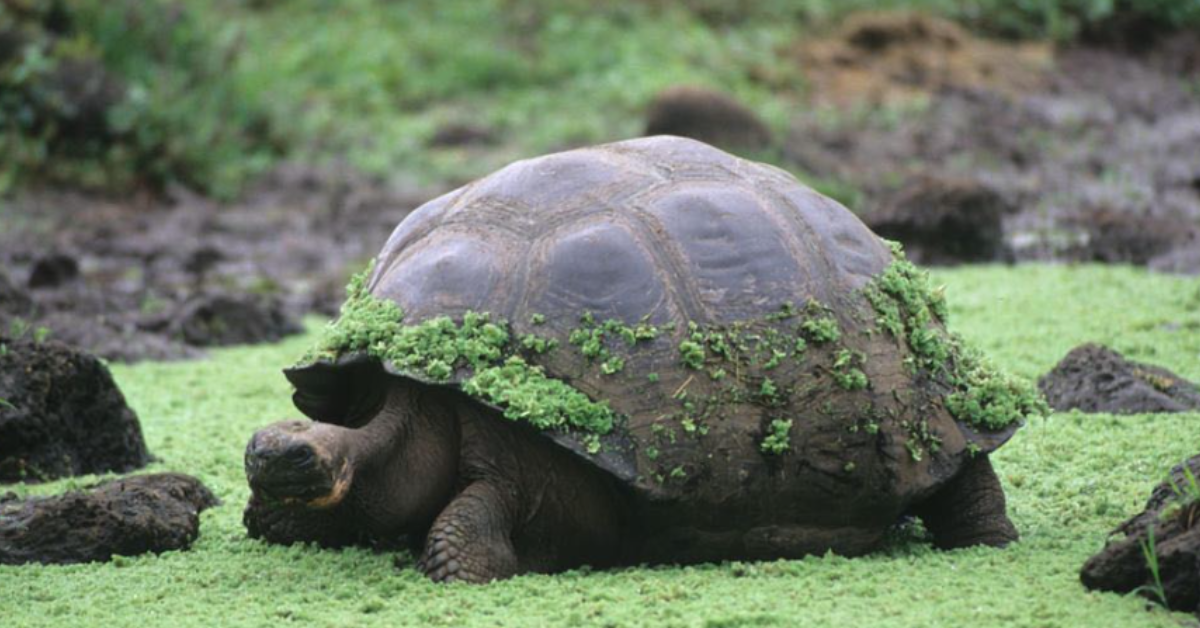 A turtle sits in a grassy area with green growth on his shell