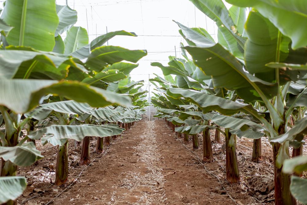 Rows of banana trees