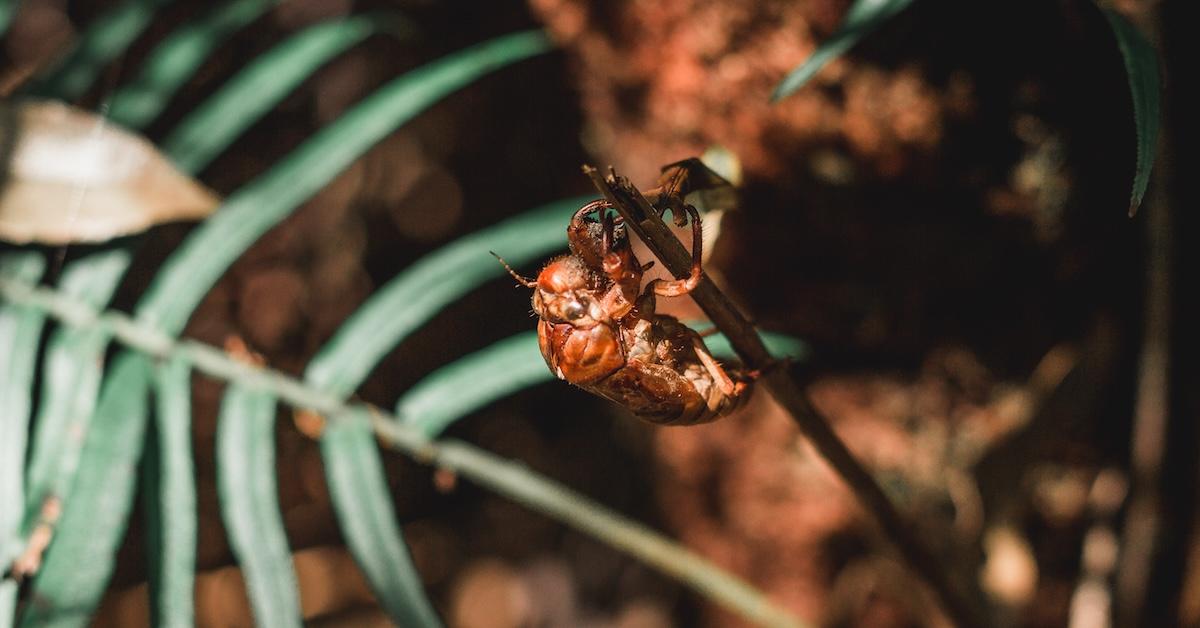 Cicada insect stains perched on a branch