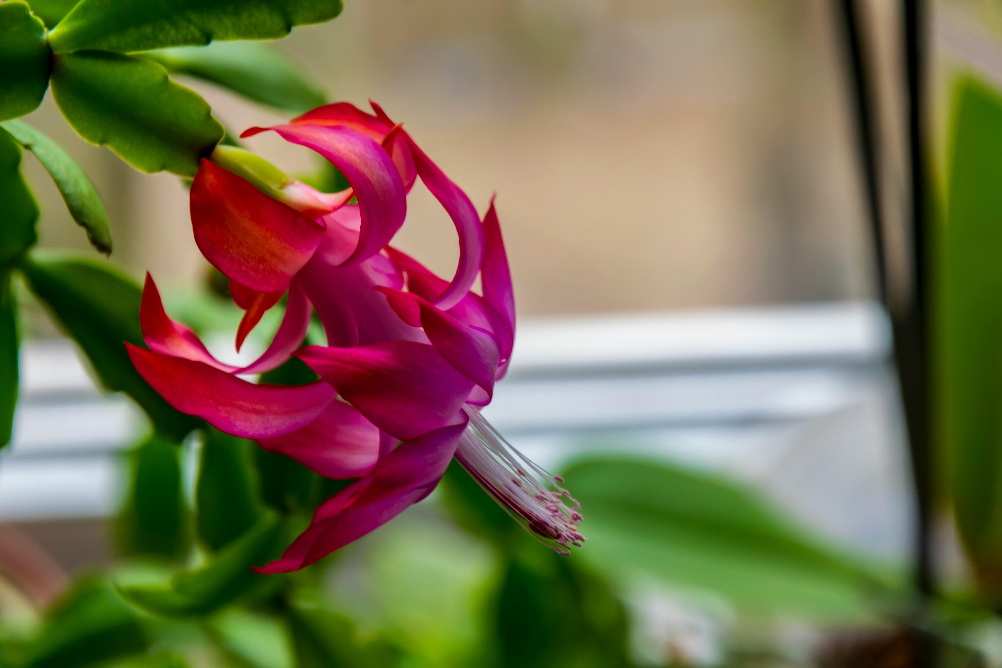 A pink Christmas Cactus with green leaves is pictured close up.