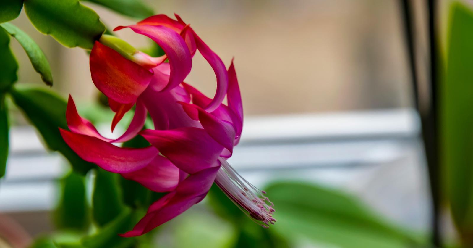 Are Christmas Cactus Plants Poisonous To Cats And Dogs are-christmas-cactus-plants-poisonous-to-cats-and-dogs