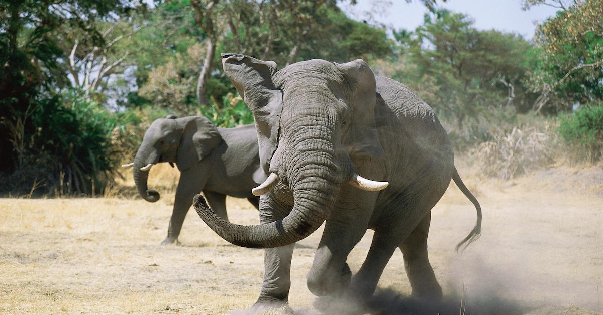 Боба и слон. Встреча слона и тигра в природе. Run, Elephant, Run.