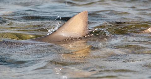 Shark fin in water.
