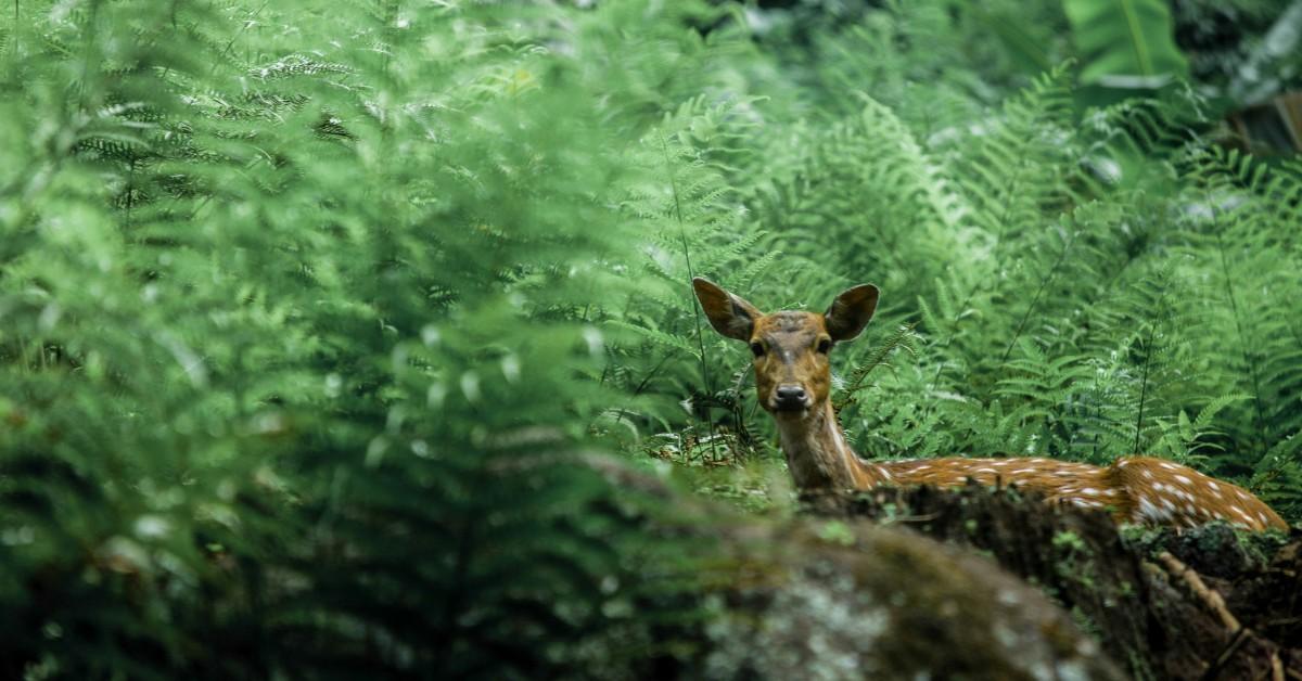 A doe hides in the woods, peeking through a few ferns