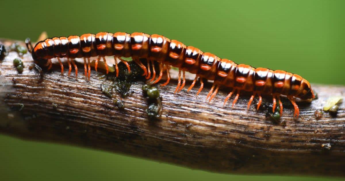 A close-up of a millipede on a branch (Representative Cover Image Source: Getty Images | idisdao | 500 px)