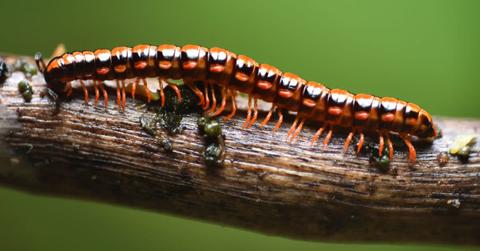 A close-up of a millipede on a branch (Representative Cover Image Source: Getty Images | idisdao | 500 px)