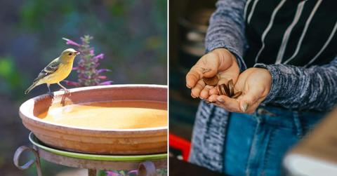 (L) A bird enjoys bathtime in a bird bath, (R) A person holding glinting copper coins. (Representative Cover Image Source: Pexels | (L) David Levinson, (R) Hana Mara)