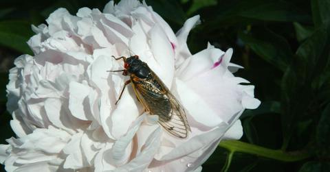 Will cicadas eat my vegetable garden?