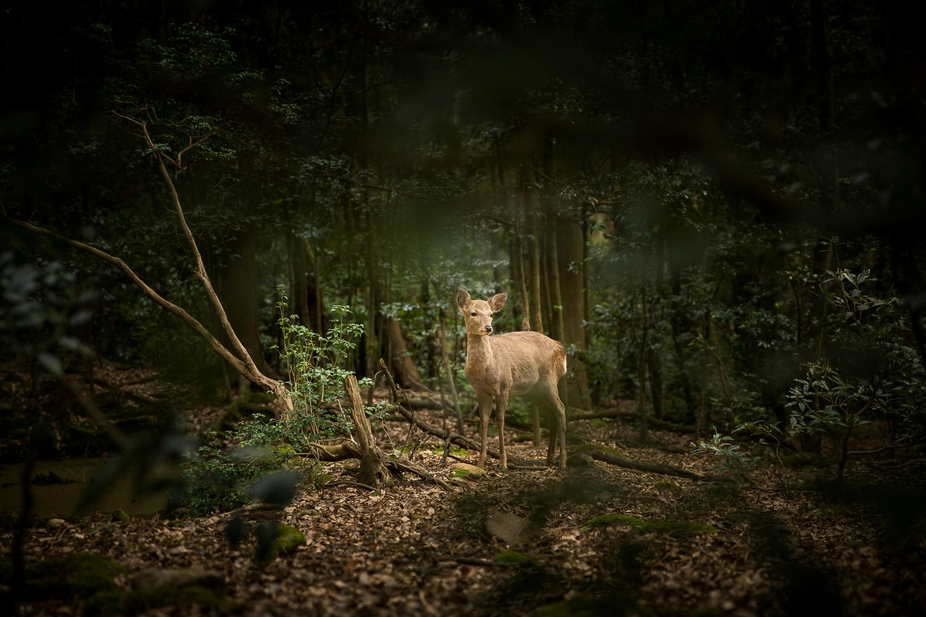 A deer is pictured in a forest near a temple near Kyoto, Japan.