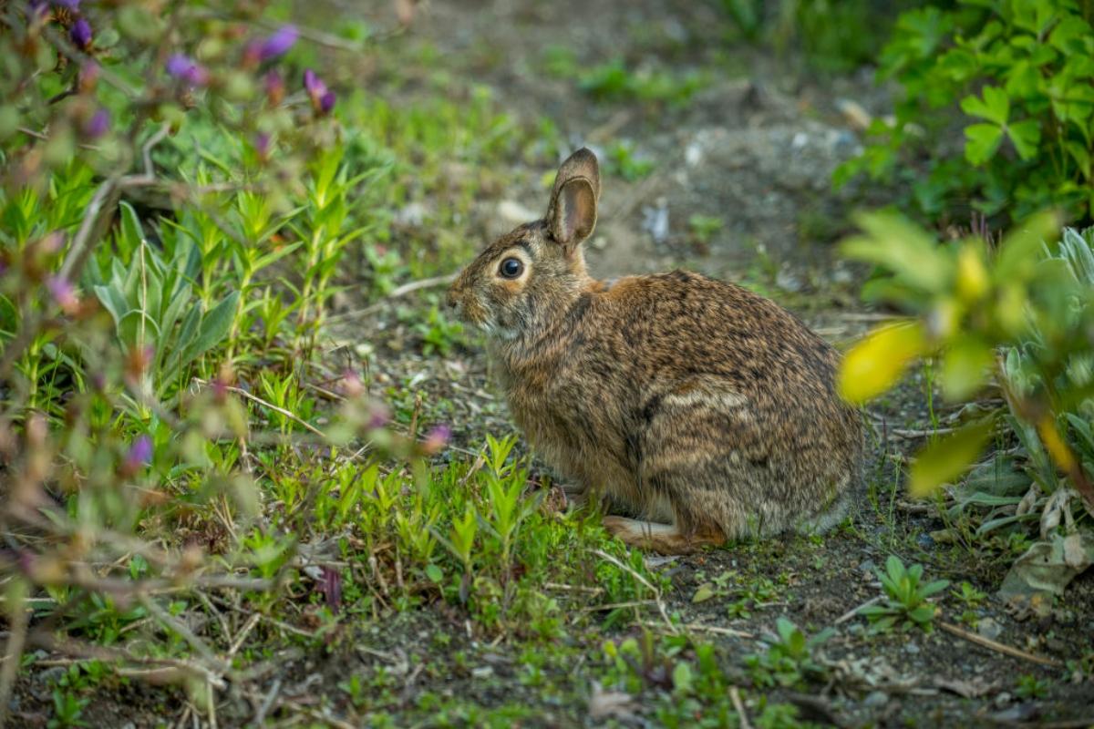 rabbit in a garden