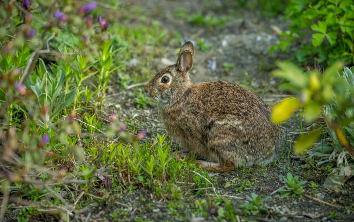 Do Plastic Forks In the Garden Work to Protect Plants?
