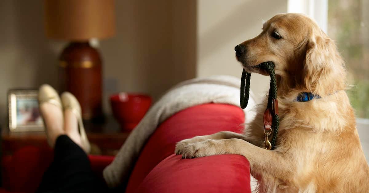 Tan-colored dog with leash in mouth and paws on the back of the couch asking their person to go for a walk