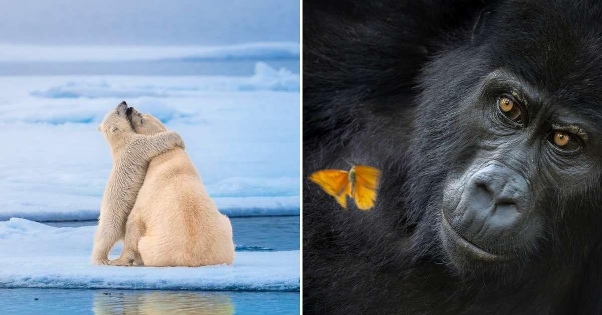 20 Winning Images From the 2026 World Nature Photography Awards That ...