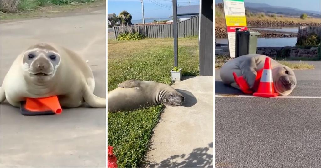Where Is Neil The Seal This Southern Elephant Seal Is Amazing
