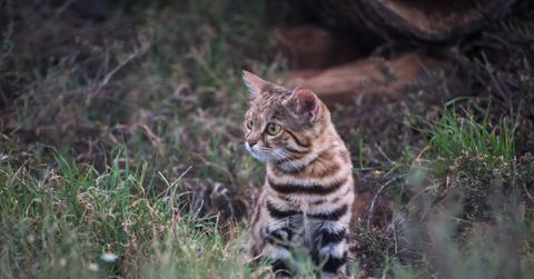 A black-footed cat with an orange, white, and black striped coat, is surrounded by green shrubs in the wild.