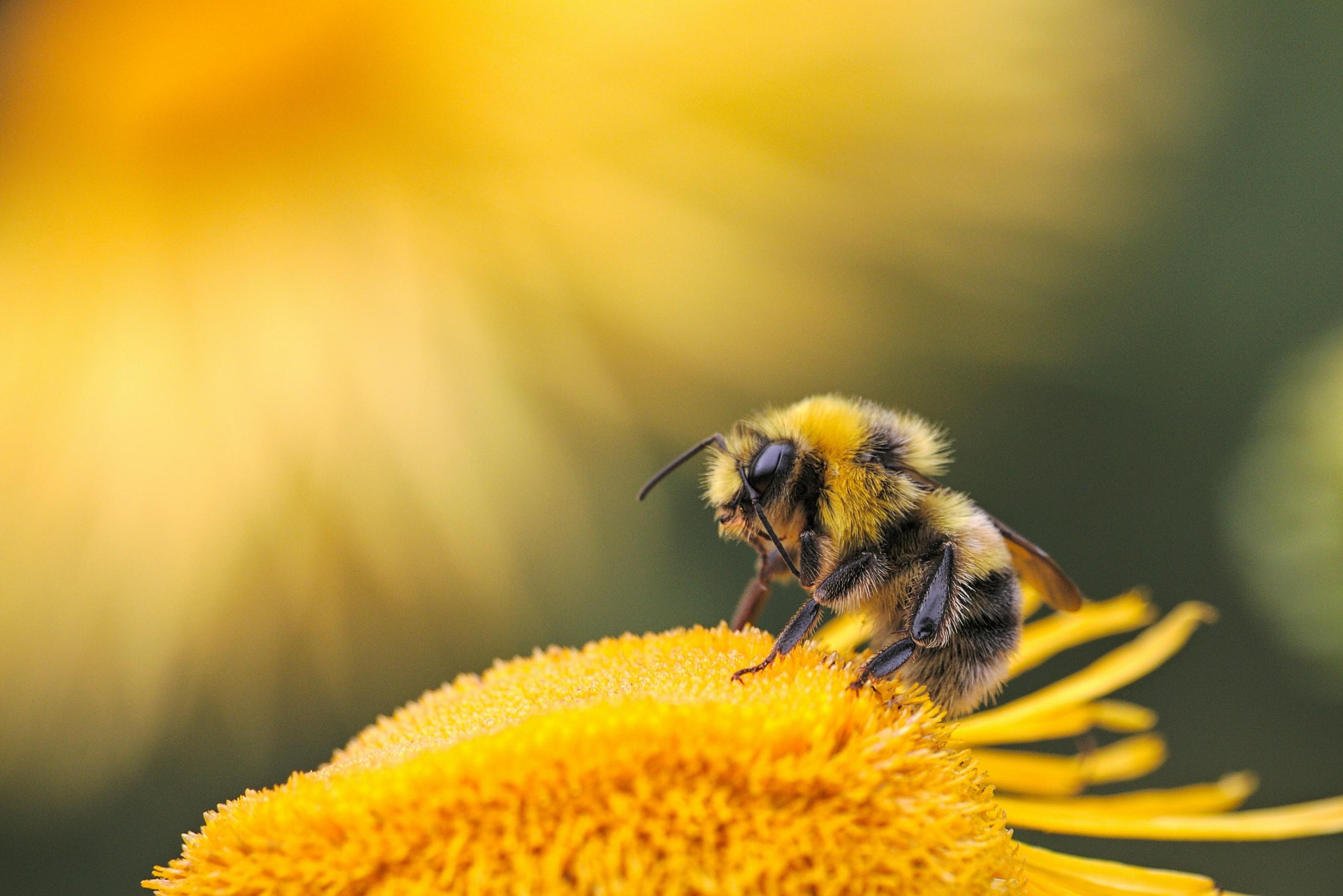 A bee is pictured up close atop a flower.