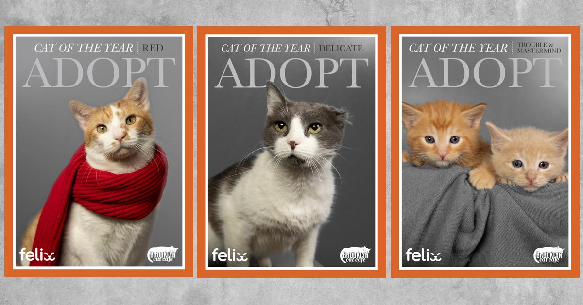 Cat Cafe Shares 'Criminal History' of their Adoptable Cats and It's  Priceless - PetHelpful News