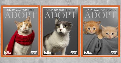 Three TIME-inspired Cat of the Year covers.