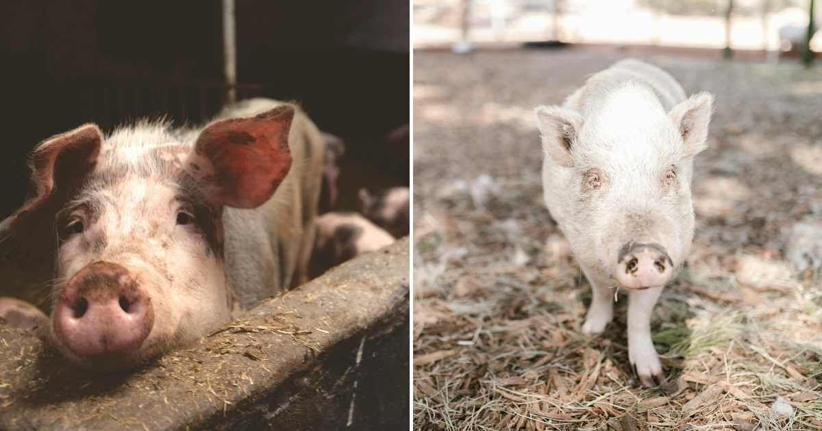 (L) A pig raised in a farm. (R) A pig roaming freely in a sanctuary (Representative Cover Image Source: Pexels | (L) Matthias Zomer, (R) RDNE Stock project)