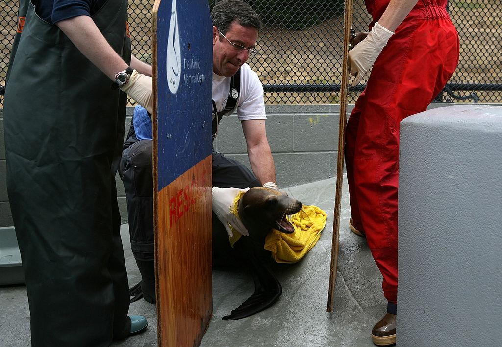 Why Is Animal Conservation Important? It's a Seriously Important Matter