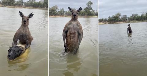 Screenshots from the video of a kangaroo trying to drown a dog.
