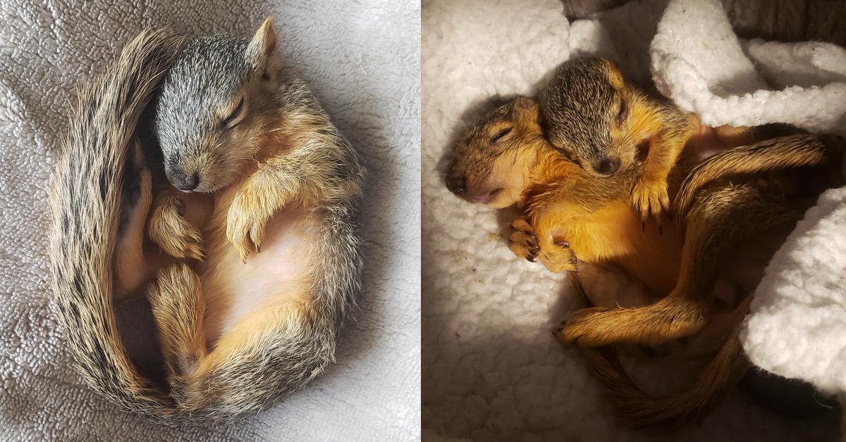 Squirrel School TikTok Wildlife Rescue