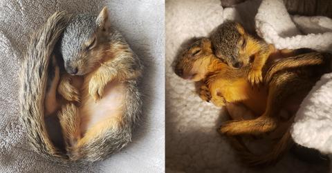 Squirrel School TikTok Wildlife Rescue