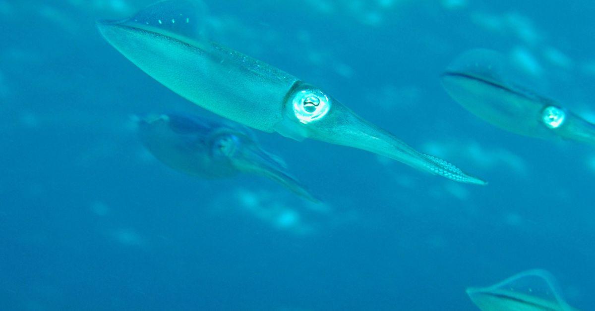 Squid Blooms Are Showing How Ocean Heat Waves Affect Marine Life