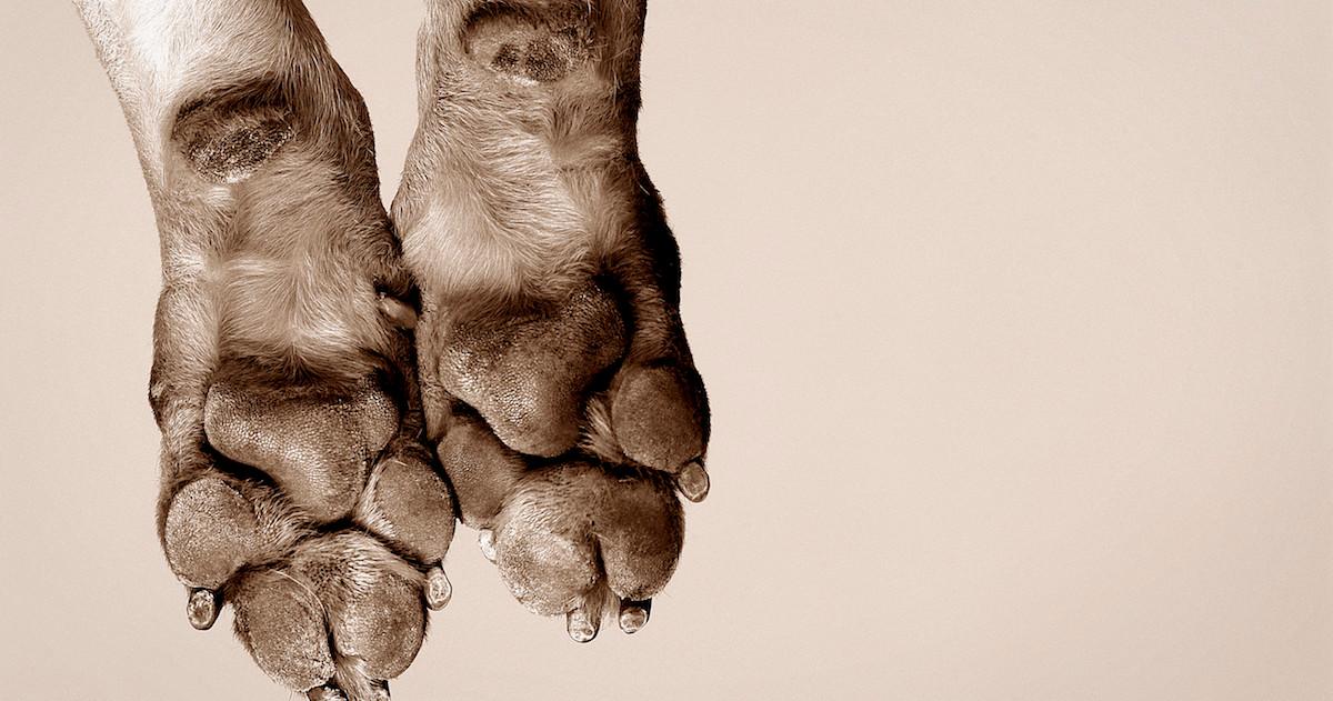 Here's Why Your Dog's Paws Might Smell Like Fritos