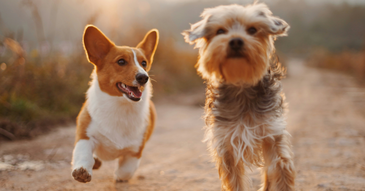 Two dogs run in the glow of the setting sun