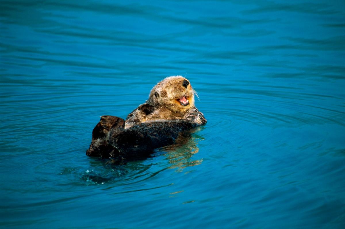 otter on its back in water 