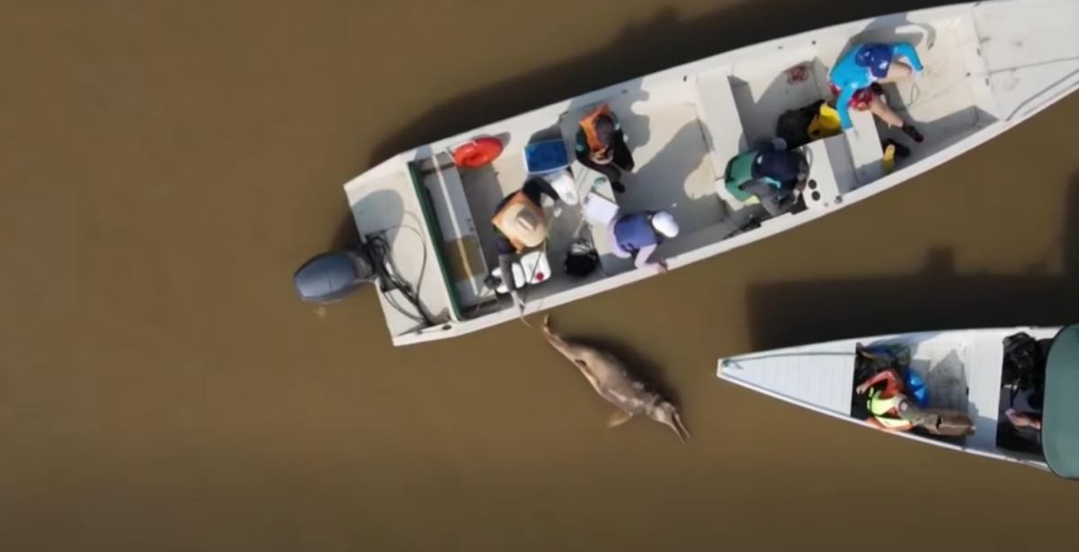 aerial view of boats retrieving a dolphin carcass