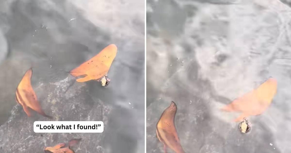 Australian photographer spotted a fish that 'mimics leaves' (Cover Image Source: Instagram | @tgraham_)