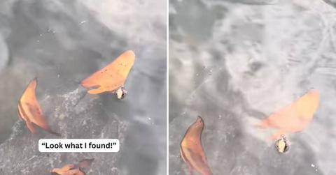 Australian photographer spotted a fish that 'mimics leaves' (Cover Image Source: Instagram | @tgraham_)