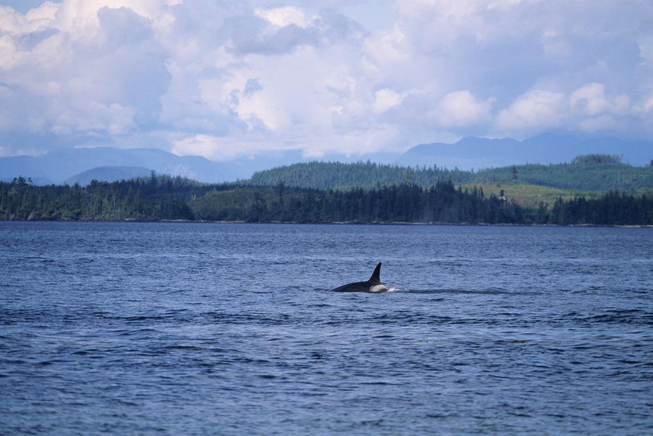 Orca in the Pacific Northwest