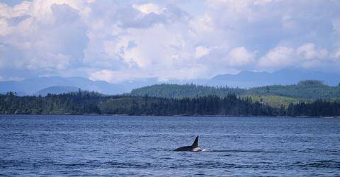Orca in the Pacific Northwest