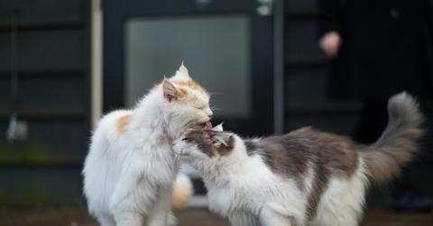 long-haired cat grooming another cat