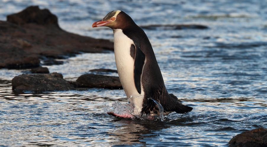 A Yellow-Eyed Penguin sitting on rocks in the waters of New Zealand. 