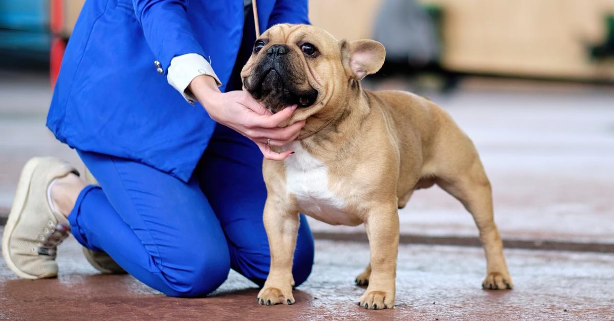 Person inspects a French Bulldog at a dog show. 