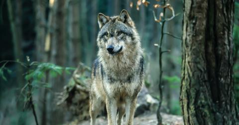 A gray wolf in the forest