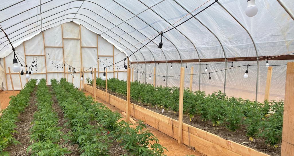 A greenhouse filled with rows of cannabis plants