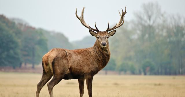 PFAS In Deer Sparks Concern Amongst Wildlife Enthusiasts And Hunters