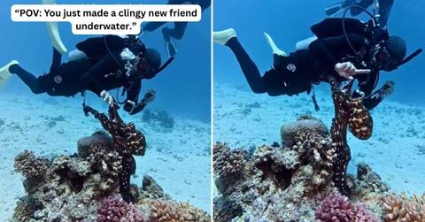 Diver encounters a clingy octopus during a dive in the Red Sea. (Cover Image Source: Instagram | @hurghadivers)