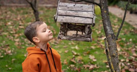 A little boy is looking inside a bird feeder hanging from a tree. (Representative Cover Image Source: Freepik | freepik)