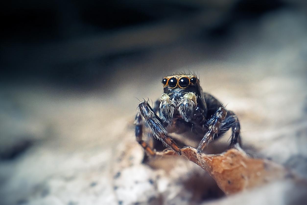 A close-up photo of a jumping spider perching before jumping.